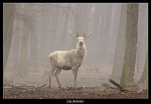 Wrocław układanie kostki brukowej