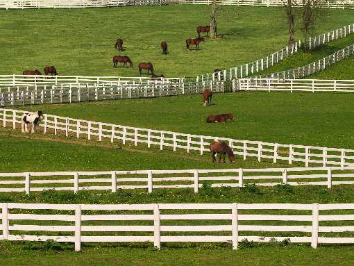 Piła kostka brukowa układanie