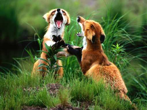 border collie Łódź