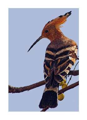 układanie polbruku Kościan