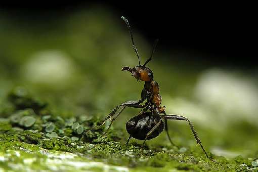 układanie kostki brukowej Bydgoszcz