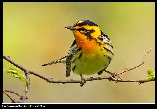 uslugi brukarskie Walcz