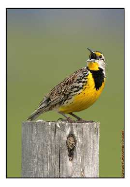 ukladanie kostki brukowej Wroclaw dobra opinia