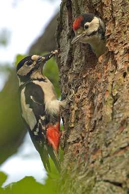 Bydgoszcz tanie układanie płyt tarasowych