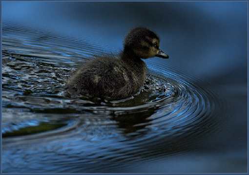 dobra firma układanie pozbruku Bydgoszcz