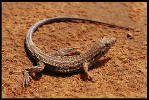 Bydgoszcz dobra firma ukladanie pozbruku