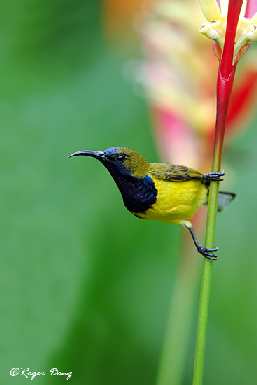 dobra firma układanie pozbruku w Bydgoszczy