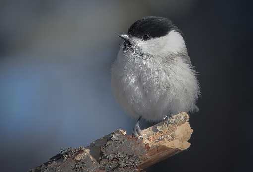 układanie bruku Wrocław