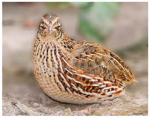 border collie Szczecin