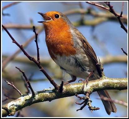 piece pellet Bydgoszcz