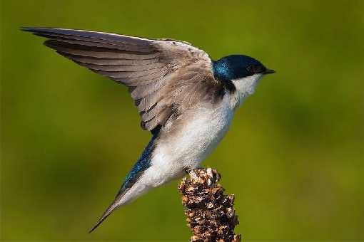 układanie granitowej kostki brukowej Pleszew