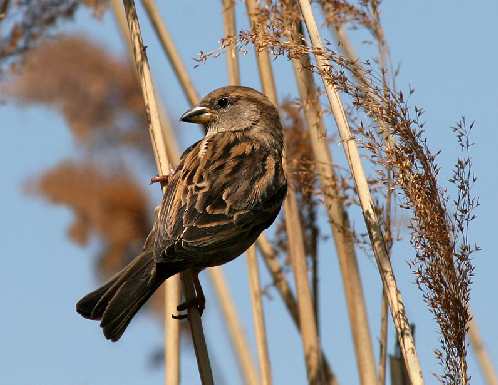koparko ładowarka studnie Bydgoszcz