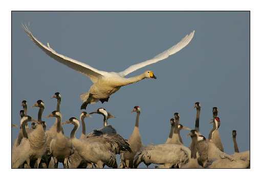 usługi koparko ładowarką Bydgoszcz
