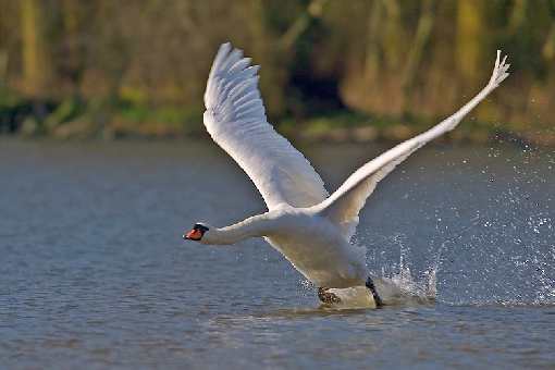 usługi koparką Bydgoszcz ceny