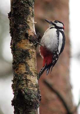 fotowoltaika Jaworzyna Śląska