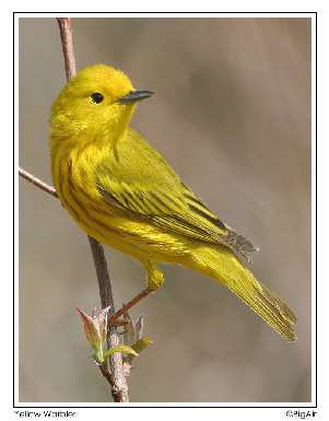 brukarstwo Bydgoszcz