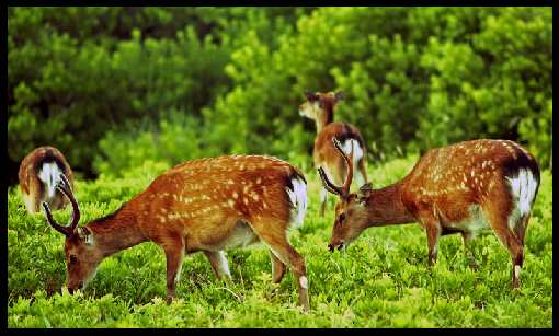 firmy brukarskie Złotów