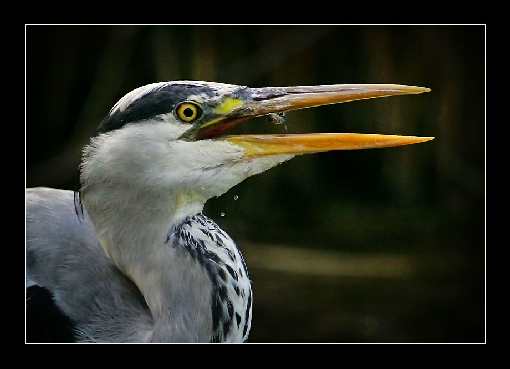 ukladanie bruku Walcz