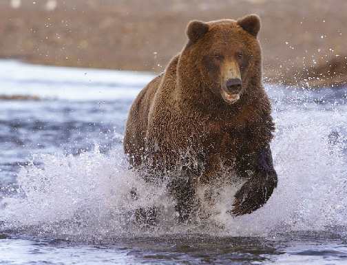 koparka w Bydgoszczy