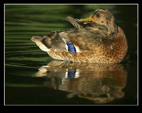 firmy układanie brukowej kostki Bydgoszcz