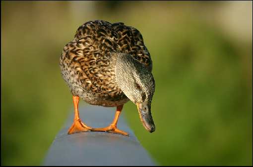 piece pellet Kujawsko-pomorskie