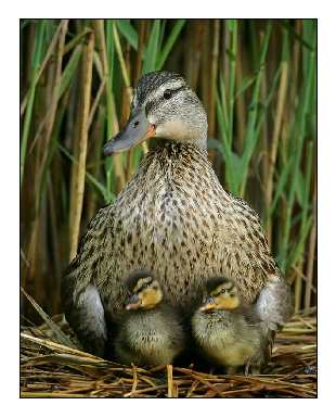 ukladanie brukowej kostki Bydgoszcz