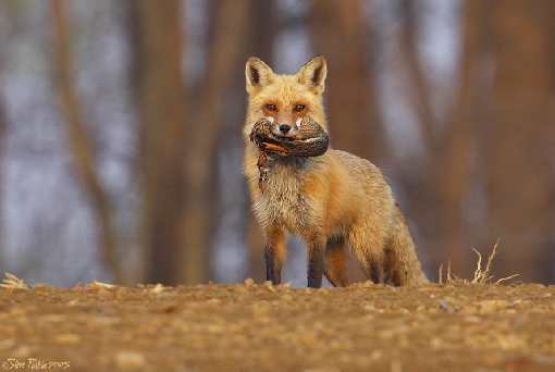 ukladanie plyt chodnikowych Bydgoszcz