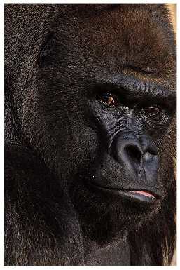 układanie polbruku Szczecin