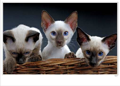 Bydgoszcz ukladanie brukowej kostki najtaniej