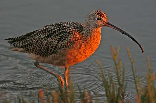 układanie kostki brukowej Piła tanio