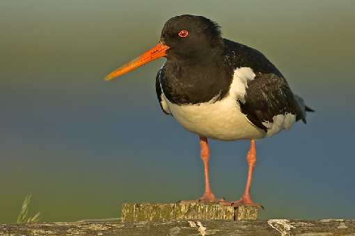fotowoltaika Tuliszków
