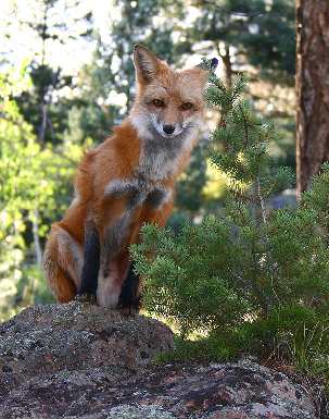 usługi koparko ładowarką Bydgoszcz