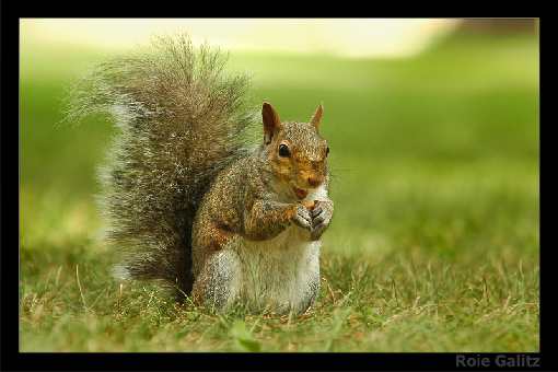 ukladanie polbruku Grodzisk Wielkopolski