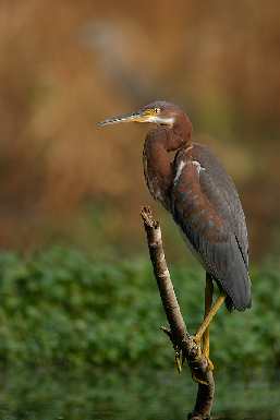 układanie kostki brukowej Chodzież