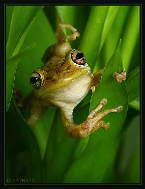 Toruń hodowla border collie